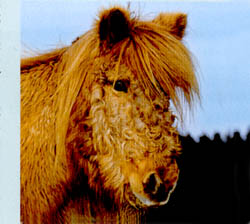 Cushing-Syndrom. Fellwechselstörungen sind typisch bei an ECS erkrankten Pferden. Foto: Slawik