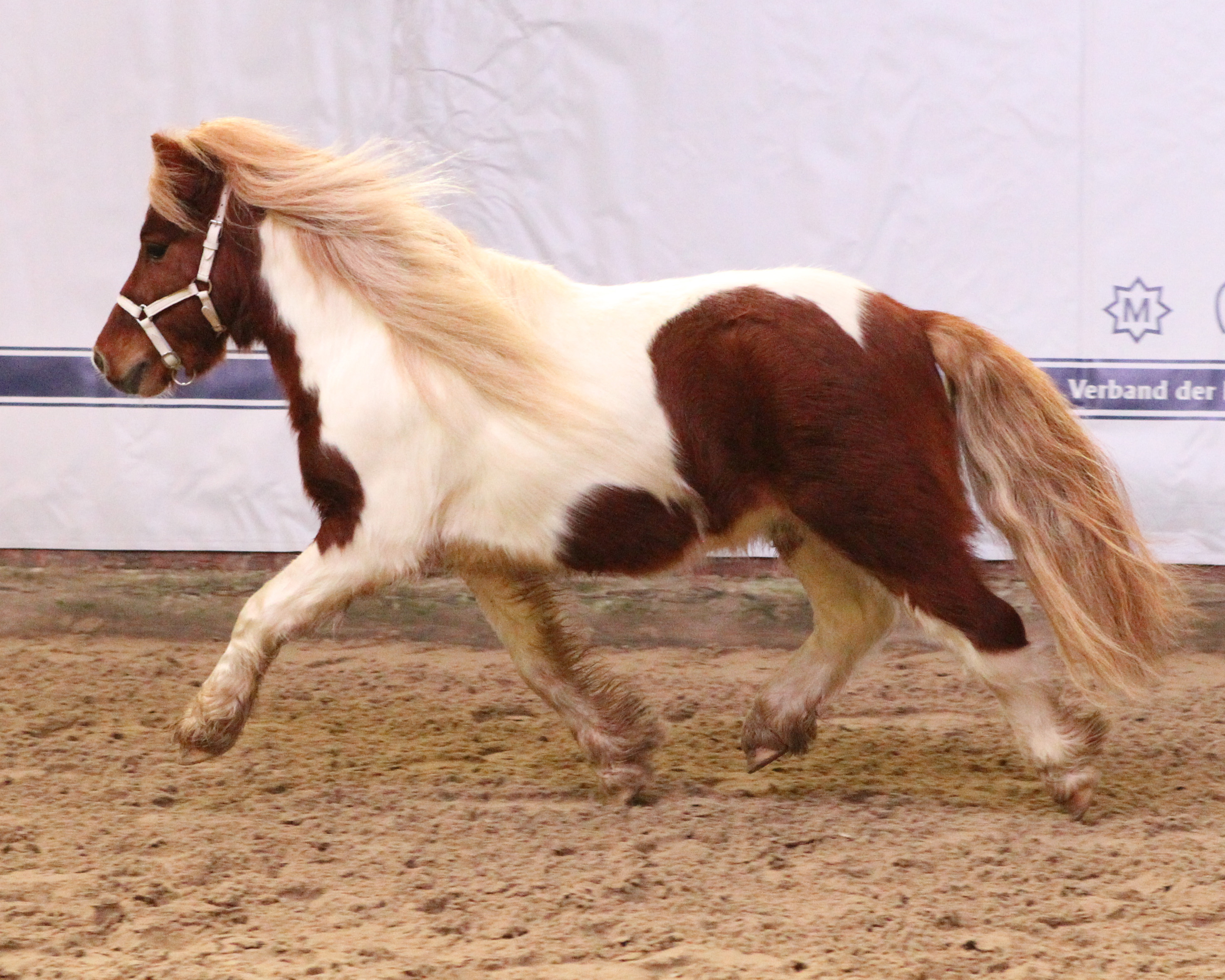Der Körsieger, Mini-Shetlandpony Irish Red Chili von den Alleegärten, in Aktion. © Jutta Wego