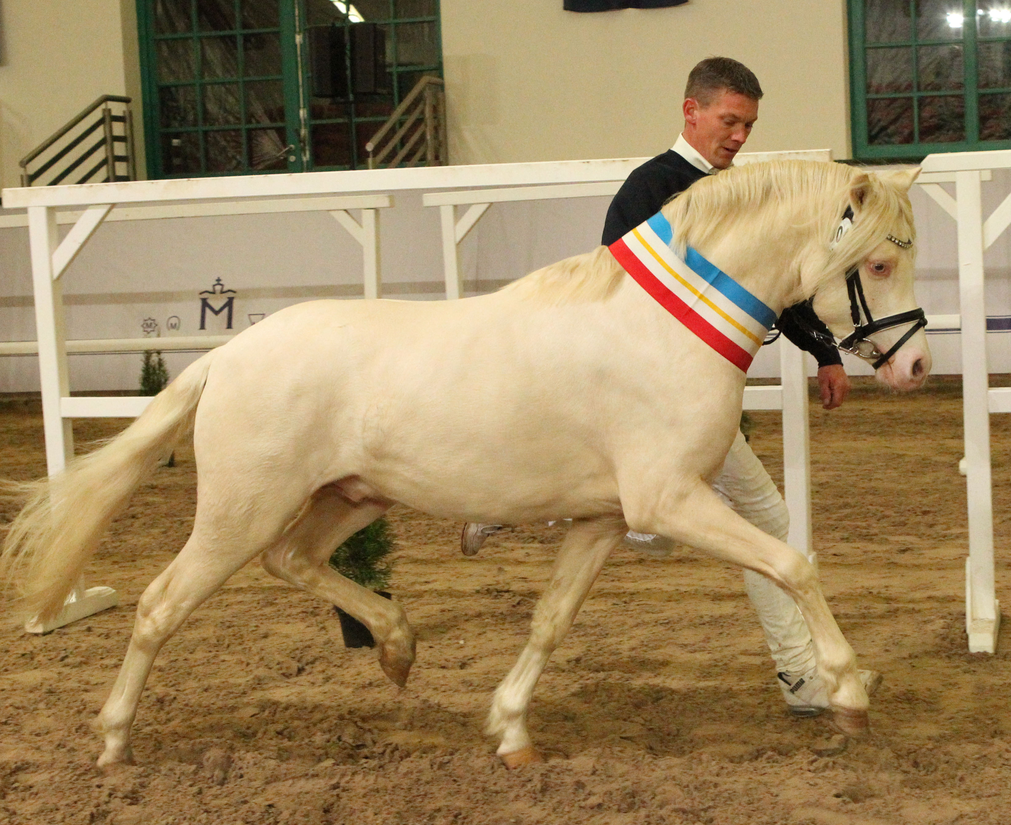 Der Reservesieger, Welsh-G Hengst Riehenhof’s Lando, auf der Ehrenrunde. © Jutta Wego