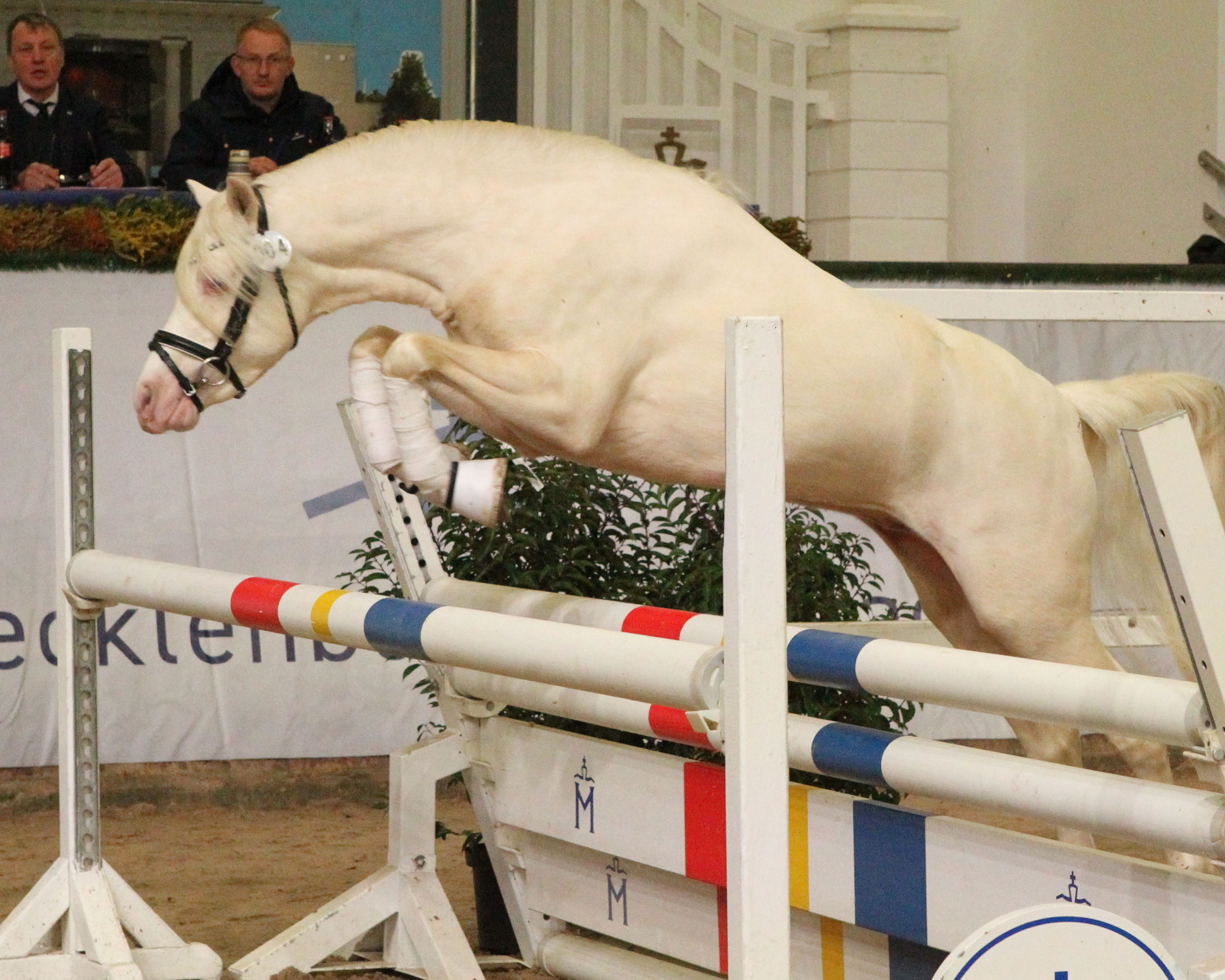 Der Welsh-B Hengst Riehenhofs Lando sprang sehr gut. © Jutta Wego
