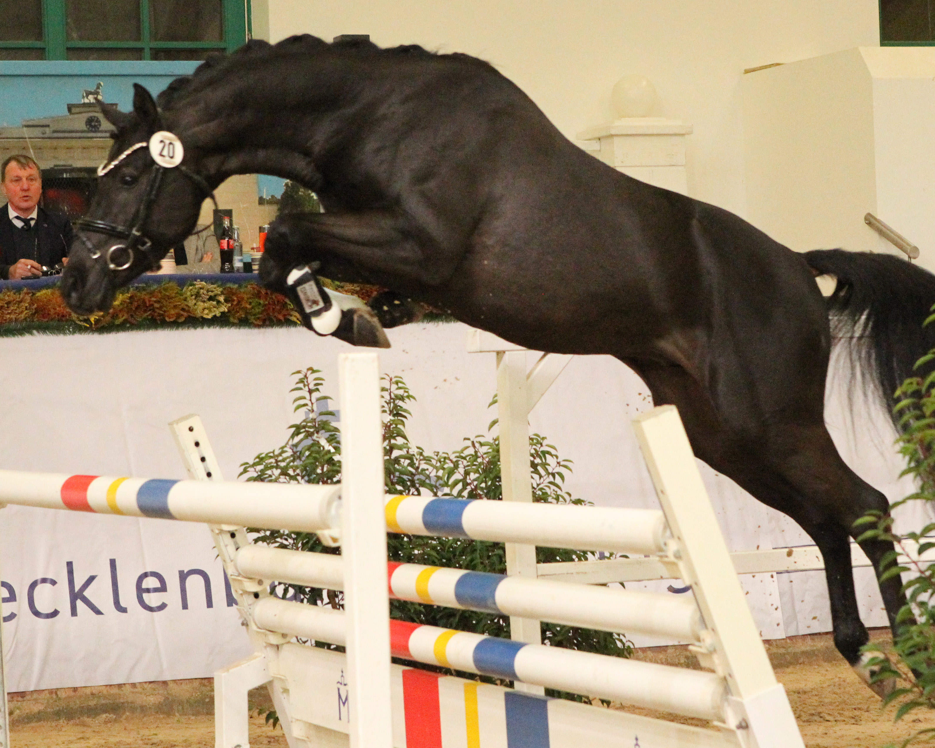 Hätte es einen Springsieger gegeben, dann wäre es der Deutsche Reitponyhengst Sometime B aus der Zucht und dem Besitz von Andree Bleck aus Malpendorf geworden. © Jutta Wego
